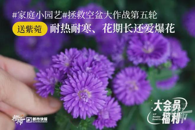 橄榄油：液体黄金、植物油皇后，保健美容的理想烹调油